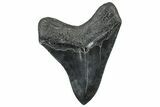 Serrated, Fossil Megalodon Tooth - South Carolina #299430-1